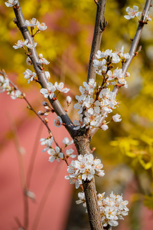 Cherry blossoms bloom beautifully alongside bright yellow leaves, creating a stunning contrast.