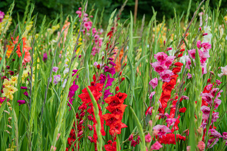A vibrant display of various flowers fills a lush field with colors, creating a cheerful scene.の写真素材