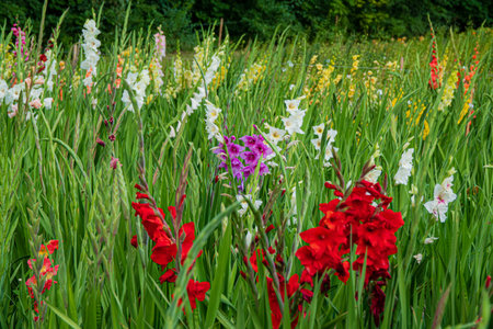 Vibrant gladiolus flowers bloom in a lush green field under the bright summer sun.の写真素材