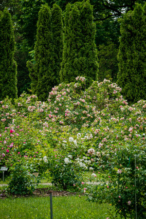 Blossoming roses fill the garden, creating a colorful tapestry in the warm spring sun.の写真素材