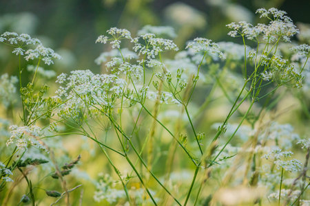Tiny white blossoms dance in the breeze while lush green grass surrounds them under a bright sky.