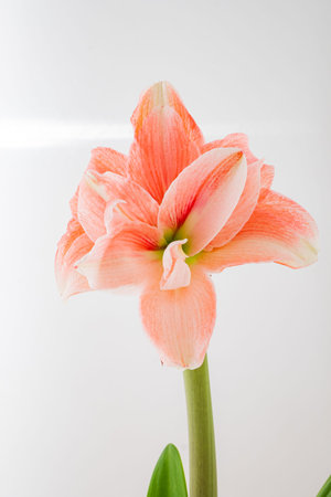 A vibrant pink amaryllis unfolds its petals, captivating all under gentle light.の写真素材