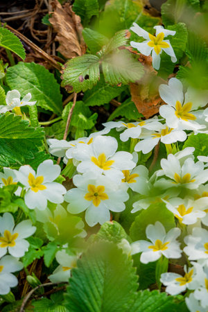 Delicate white primroses with yellow centers brighten a tranquil, green woodland.の写真素材