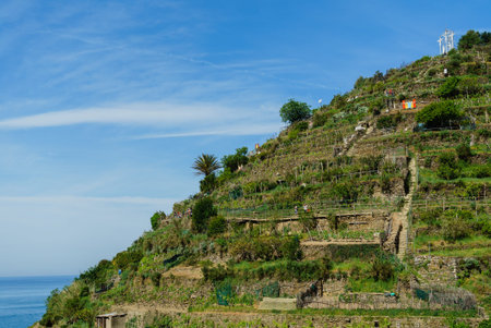 The vibrant vineyards climb the steep hillside, embraced by clear blue skies and sparkling waters.