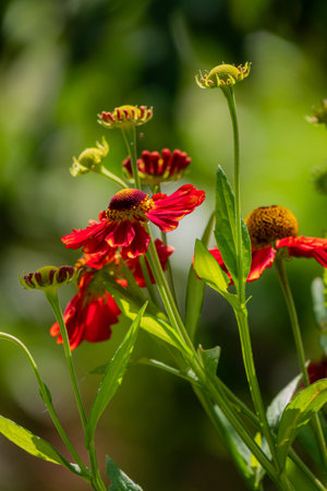 Bright blossoms sway in the breeze, radiating warmth against a vibrant green backdrop.の写真素材