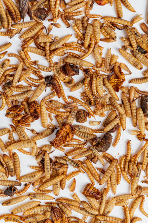 Crunchy edible insects await culinary exploration on a clean white surface.の写真素材