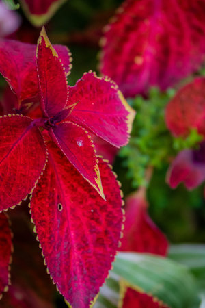 Bright red leaves showcase stunning patterns, adding beauty and color to the summer garden scene.の写真素材