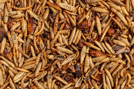 A bustling market displays an array of edible insects, showcasing their unique textures and colors.の写真素材