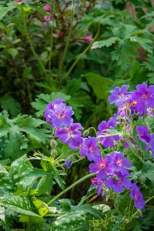 Beautiful purple blossoms thrive amidst lush green foliage, creating a serene garden scene.