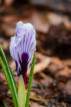 Bright purple crocus emerges from rich soil, adorned with droplets of morning dew in springtime.