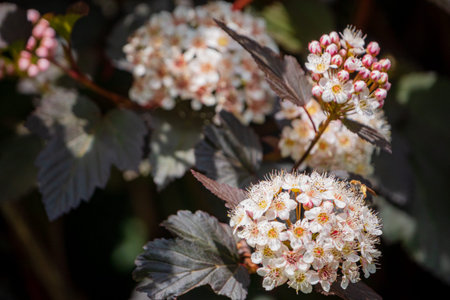 Delicate white and pink blossoms thrive against rich green foliage, capturing nature's serenity.