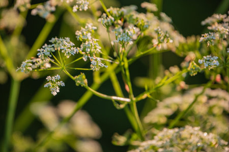 Tiny white blossoms dance gently on slender stems, illuminated by warm, golden sunlight.