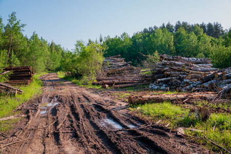 A peaceful forest path meanders through lush greenery with logs stacked nearby under a clear sky.