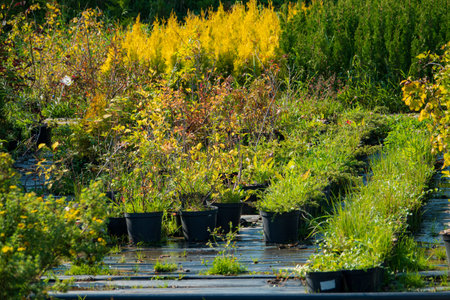 Greenery in black pots contrasts beautifully with bright yellow autumn leaves.