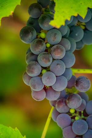 Ripening grapes dangle from sturdy vines, basking in warm sunlight and surrounded by vibrant leaves.