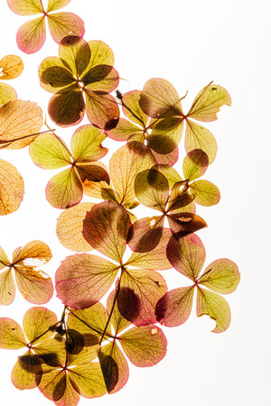 Leaves in various shades of yellow, orange, and red create a stunning display of natureâ€™s...