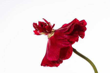 A red flower stands tall, its petals unfurling against a crisp white backdrop.