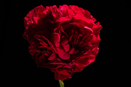 A heart-shaped red flower blooms against a black background, radiating warmth.の写真素材