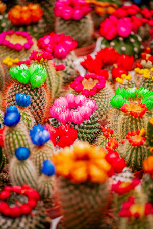 A stunning array of cacti showcases blooming flowers in bright colors under a sunny sky.の写真素材