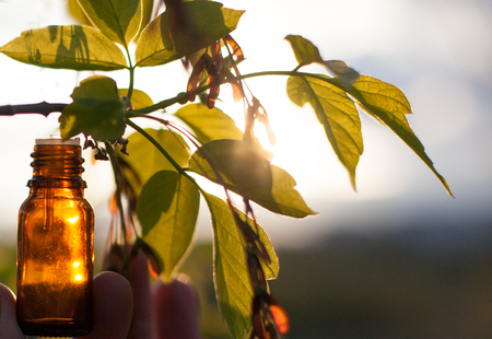 Essential Oil with Medicinal> Herb Therapy - Natural remedies, herbalの写真素材