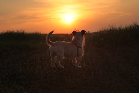 Dog watching sunset.の写真素材