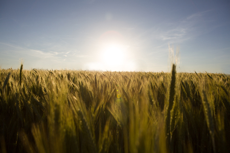 Cultivation of grain towards the setting sun.の写真素材
