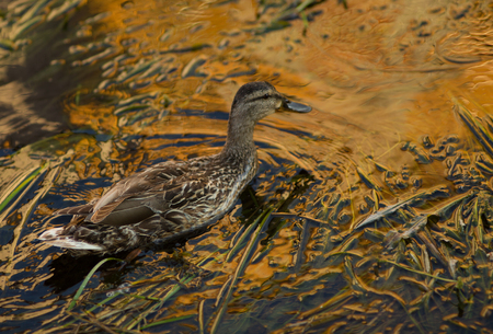 Wild duck in the water. Mallard Duck Swimming in the Pondの写真素材