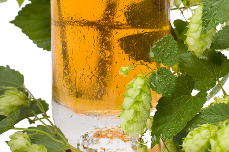 Pint of beer and green hops.Twig, flowers of green hops. Fresh beer.の写真素材