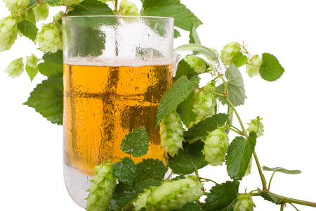 Pint of beer and green hops.Flowers of green hops. Fresh beer.の写真素材
