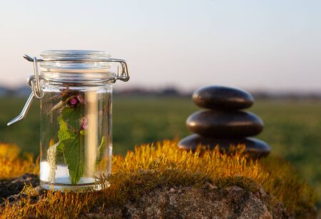 Flower extract - BACH therapy. Natural folk medicine - herbs.の写真素材