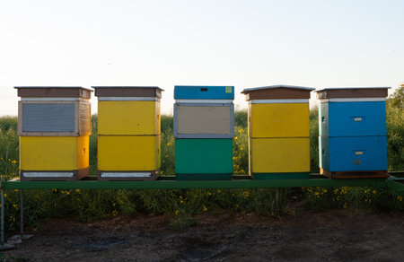 Bees flying around hive in the rapeseed field. Beekeeping concept for natural honey.