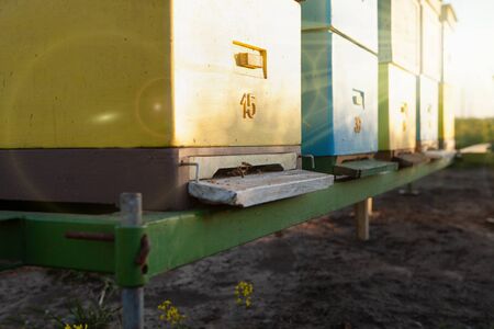 Natural honey from the rapeseed field. Wooden beehives on colorful apiary.の写真素材