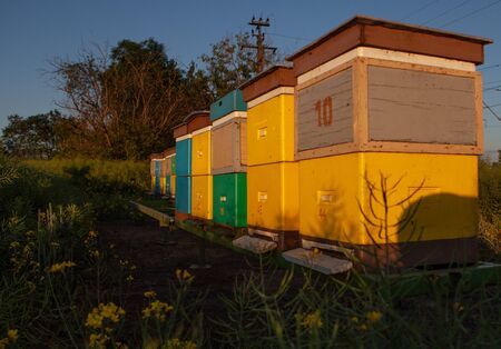 Colorful apiary and bees on the field. Natural production of the rapeseed honey.の写真素材