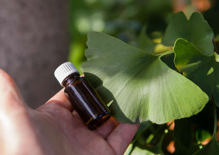 Extract from the ginkgo biloba - fresh leaves.の写真素材
