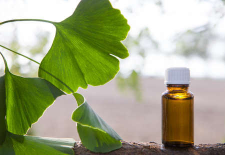 Medicinal herb ginkgo biloba. Healthy concept.の写真素材