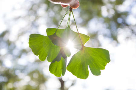 Beautifully sunlit ginkgo leaves with a shallow depth of field.の写真素材