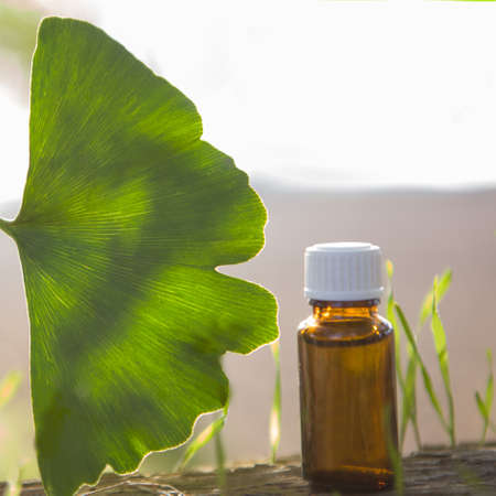 Extract and ginkgo biloba BIG leaves.の写真素材