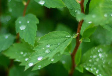 Large drops of transparent rain water on a green leaf.の写真素材
