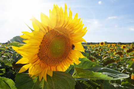 Summer landscape - flower sunflower in the field.