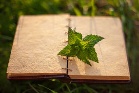 Nettle leaves on brown natural paper background free space for text.のeditorial素材