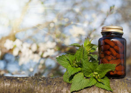 Nettle capsules - nettle essence and fresh branches blooming nettleのeditorial素材