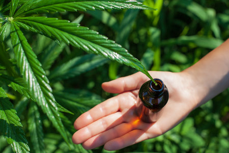 Hand bottle and medical cannabis leaves. Hemp oil, medical marijuana oil concept.の写真素材