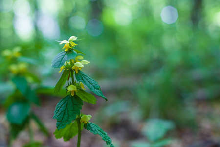 Single flower (Galeobdolon luteum Huds) on meadow. Selective focusの写真素材