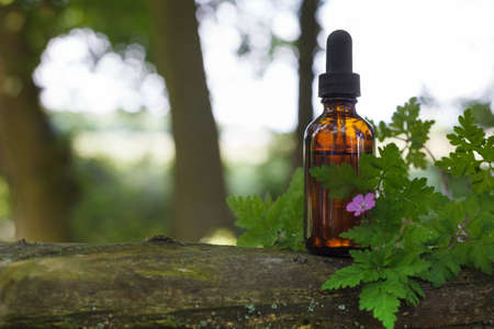 Bottle with herbal oil on old tree bough. Natural medicine concept. Natural light.の写真素材