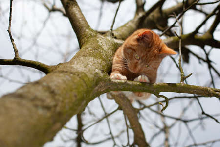 A beautiful red cat trapped in a tree, looking for help.の写真素材