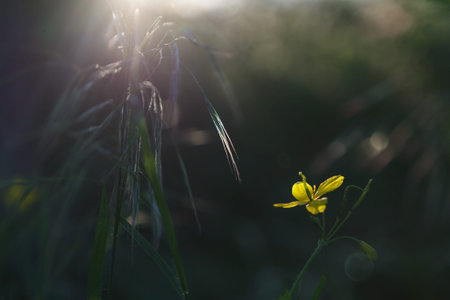 Celandine flower begins to bloom in the spring. (Chelidonium majus) herbal flower.