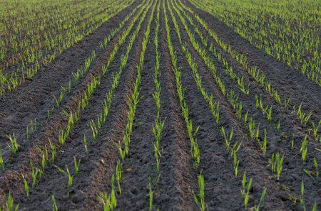 Fresh green plants in field in spring. Rows of young plants, monoculture.