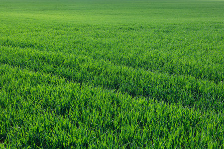Fresh, juicy and green grassy field in spring. Beautiful background, meadow. Copy space
