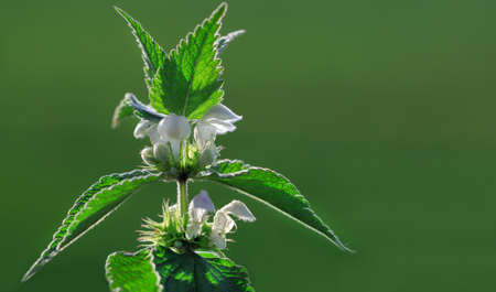 Young nettle in bloom, fuzzy green natural background. Copy space.の写真素材