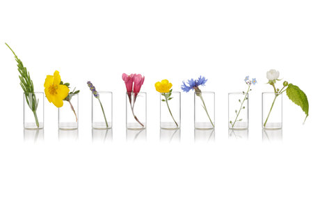 Flowers a therapeutic agent in phytotherapy. "Bach" therapy with aromas from flower herbs. Natural remedies, aromatherapy. Glass dish with fresh herb flower.の写真素材